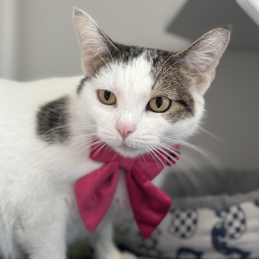 Avery, Adoptable, Adult Female Domestic Short Hair & Domestic Short Hair.
