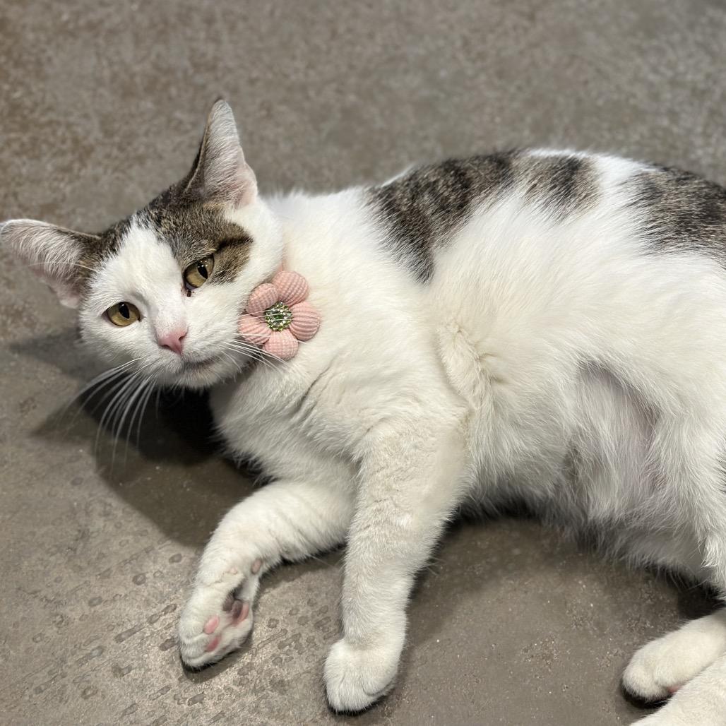Avery, a Adoptable mixed breed in Matteson, IL image 2/6