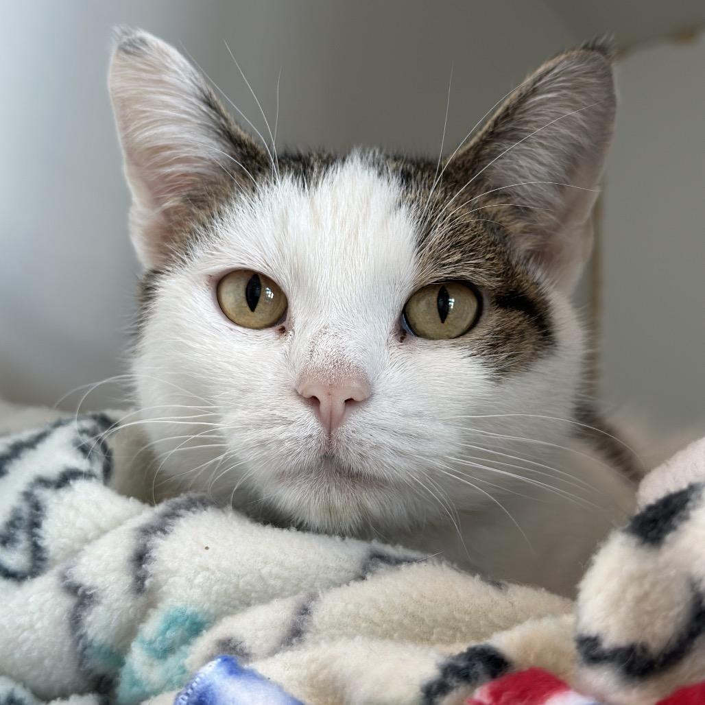 Enlarge Avery, a Adoptable mixed breed in Matteson, IL image 3/6