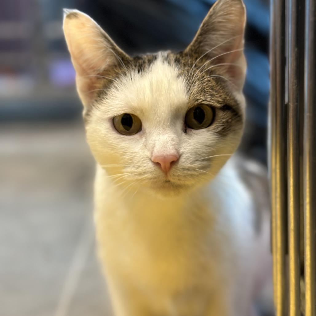 Enlarge Avery, a Adoptable mixed breed in Matteson, IL image 4/6