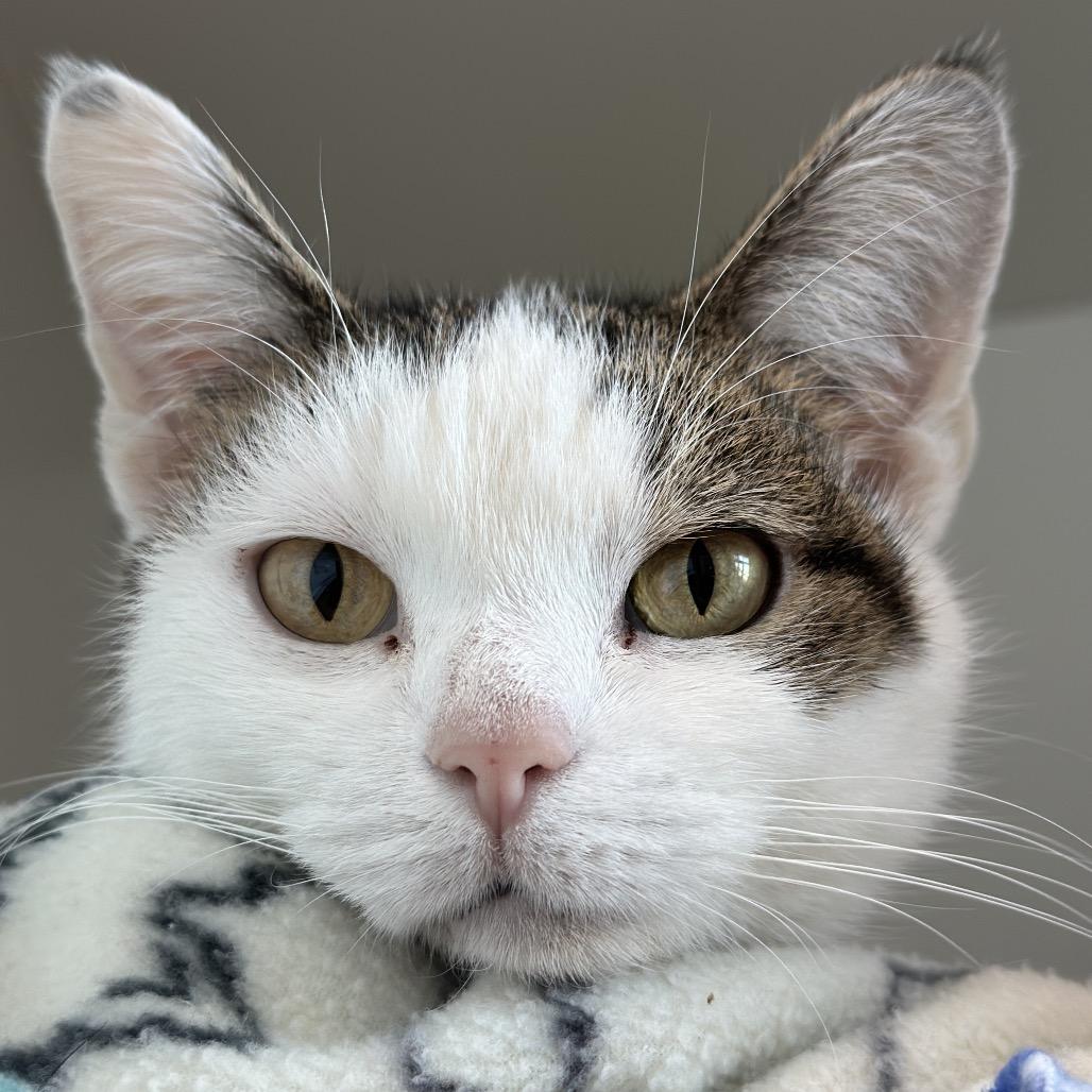 Enlarge Avery, a Adoptable mixed breed in Matteson, IL image 5/6