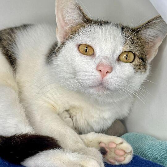 Enlarge Avery, a Adoptable mixed breed in Matteson, IL image 6/6