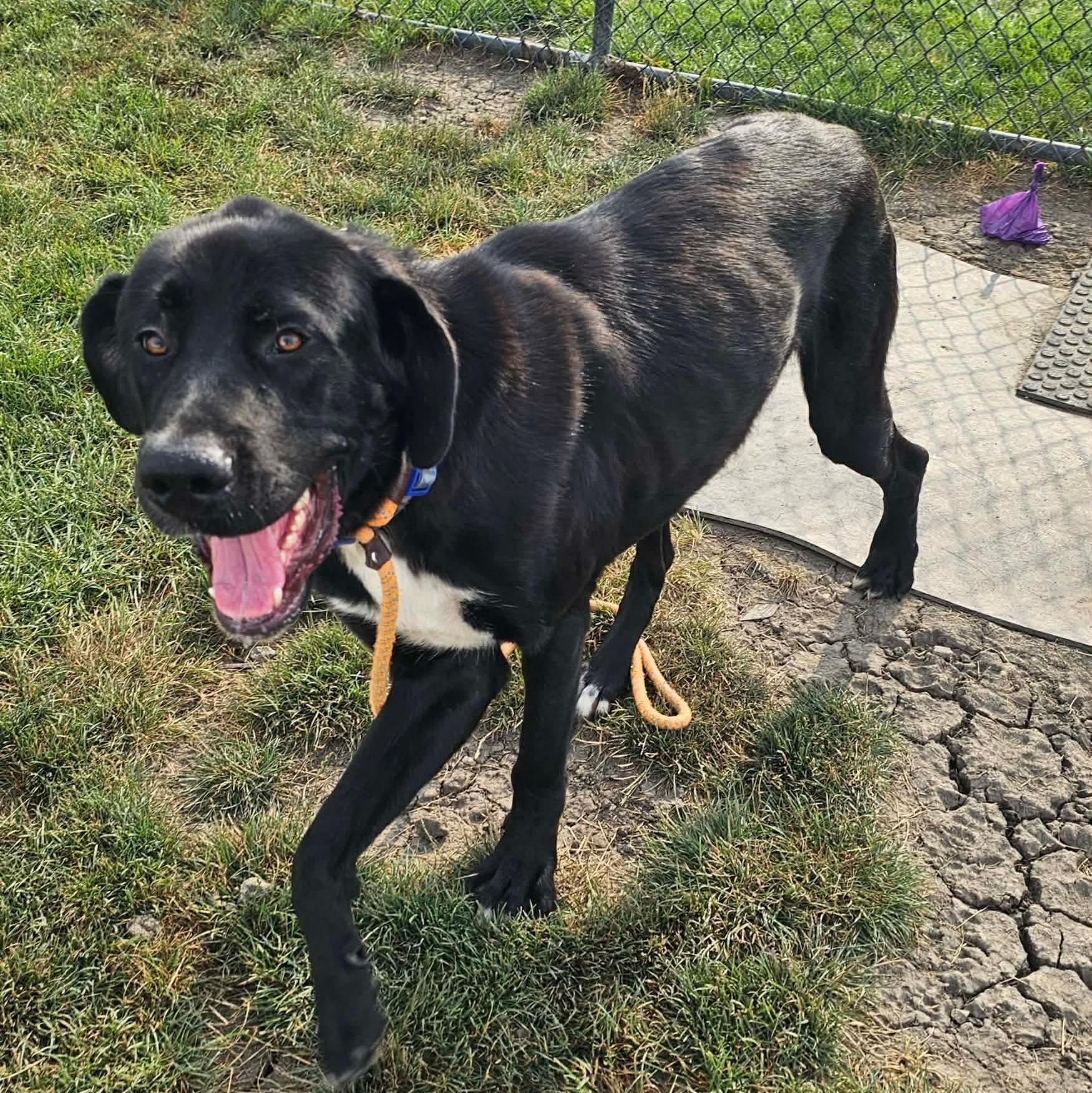 Enlarge Hugo, a ADOPTABLE mixed breed in Minooka, IL image 3/4