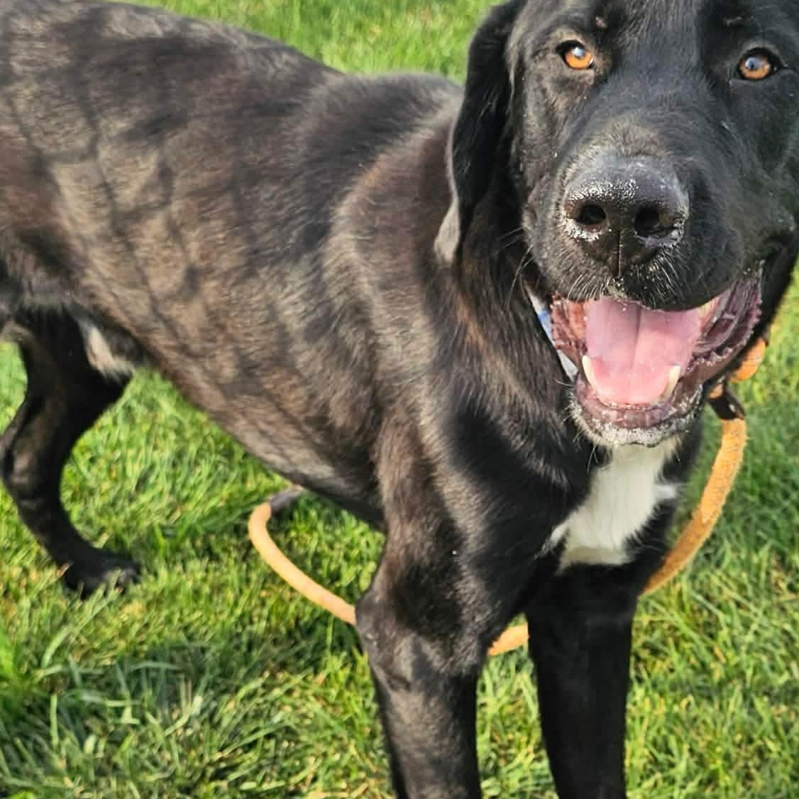 Enlarge Hugo, a ADOPTABLE mixed breed in Minooka, IL image 1/4