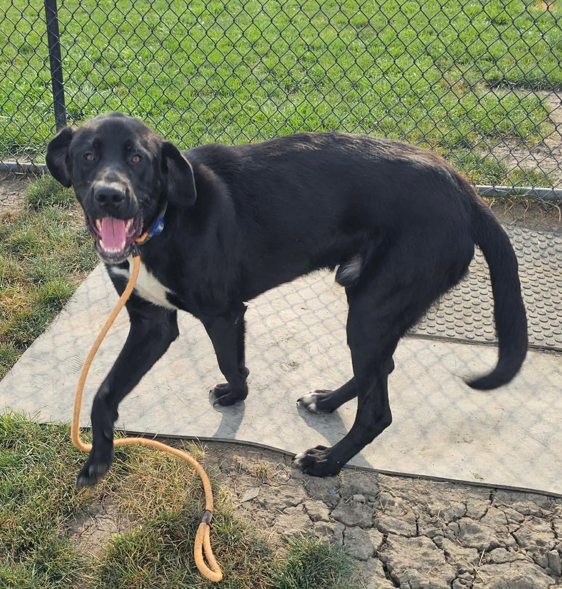 Enlarge Hugo, a ADOPTABLE mixed breed in Minooka, IL image 4/4