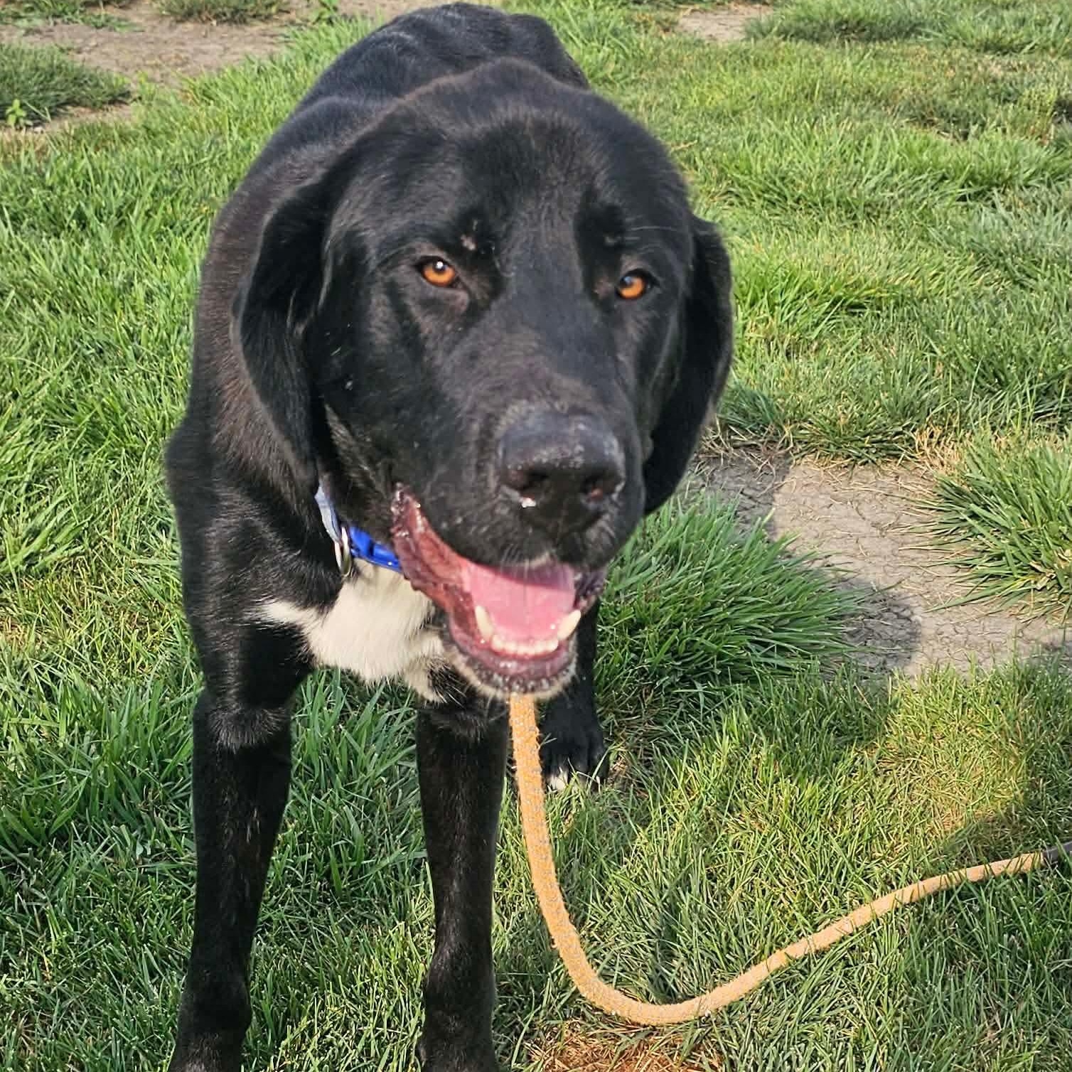 Enlarge Hugo, a ADOPTABLE mixed breed in Minooka, IL image 2/4