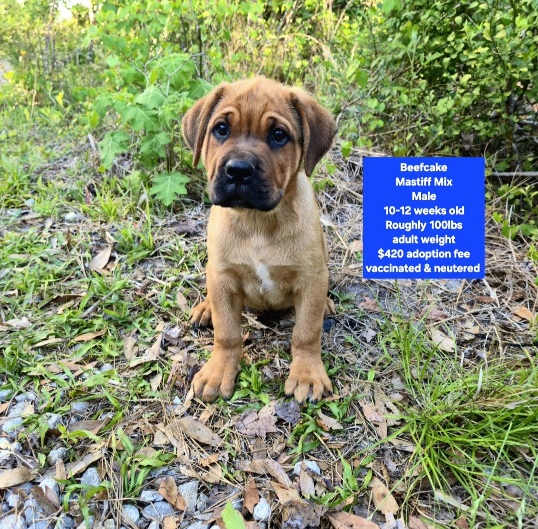 Beefcake, adopted, Puppy Male Mastiff.