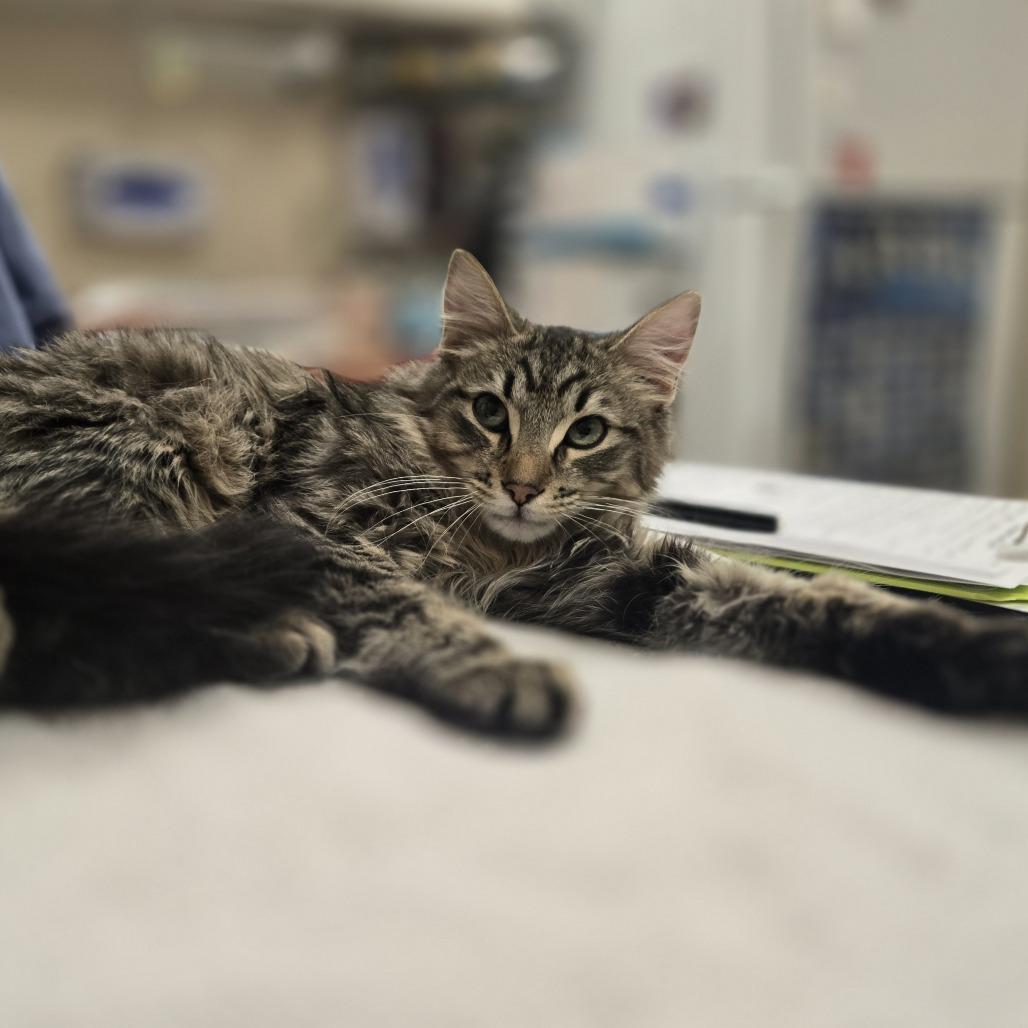 Fluffernutter, Adoptable, Kitten Male Domestic Long Hair.