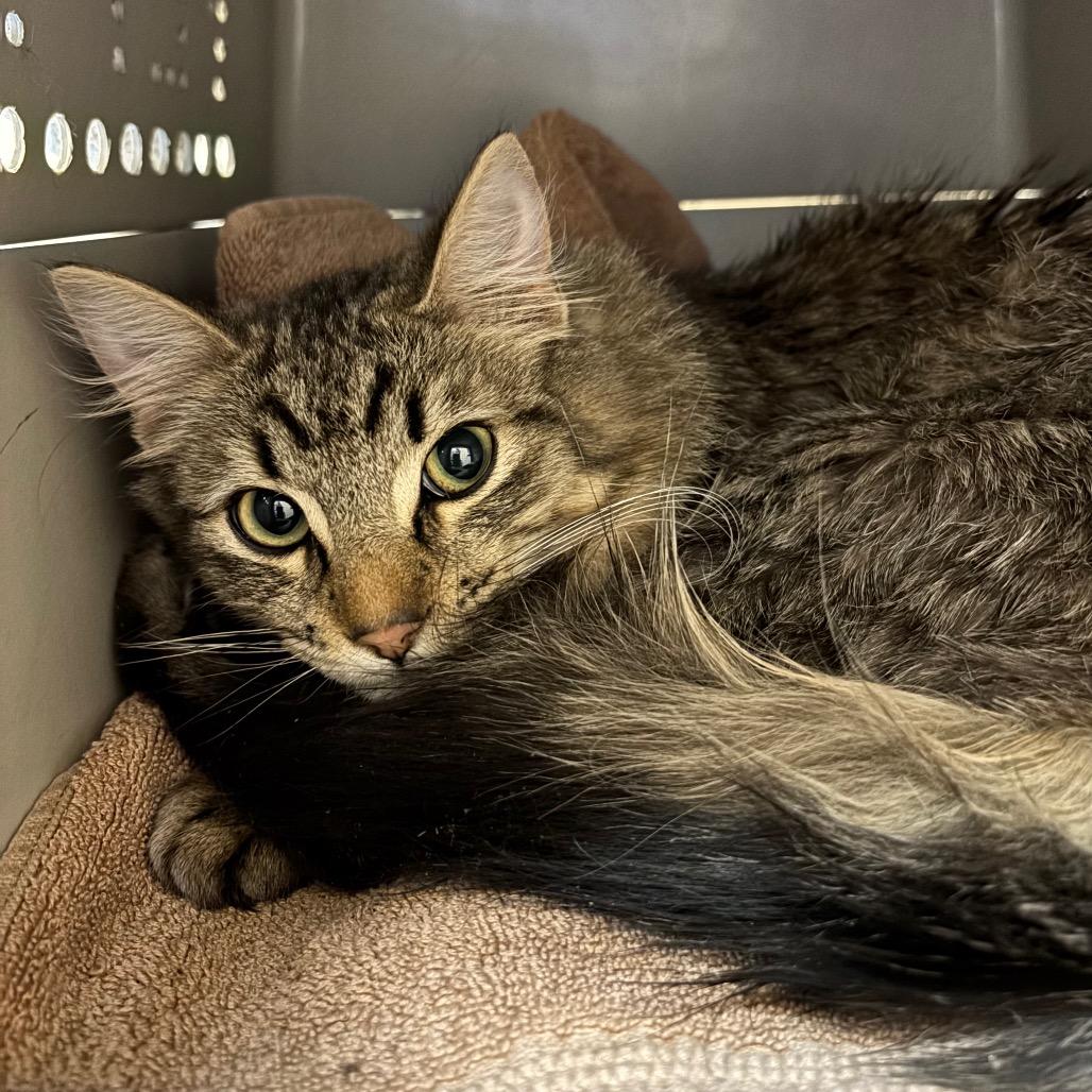 Fluffernutter, a Adoptable Domestic Long Hair in Springfield, MA image 2/3