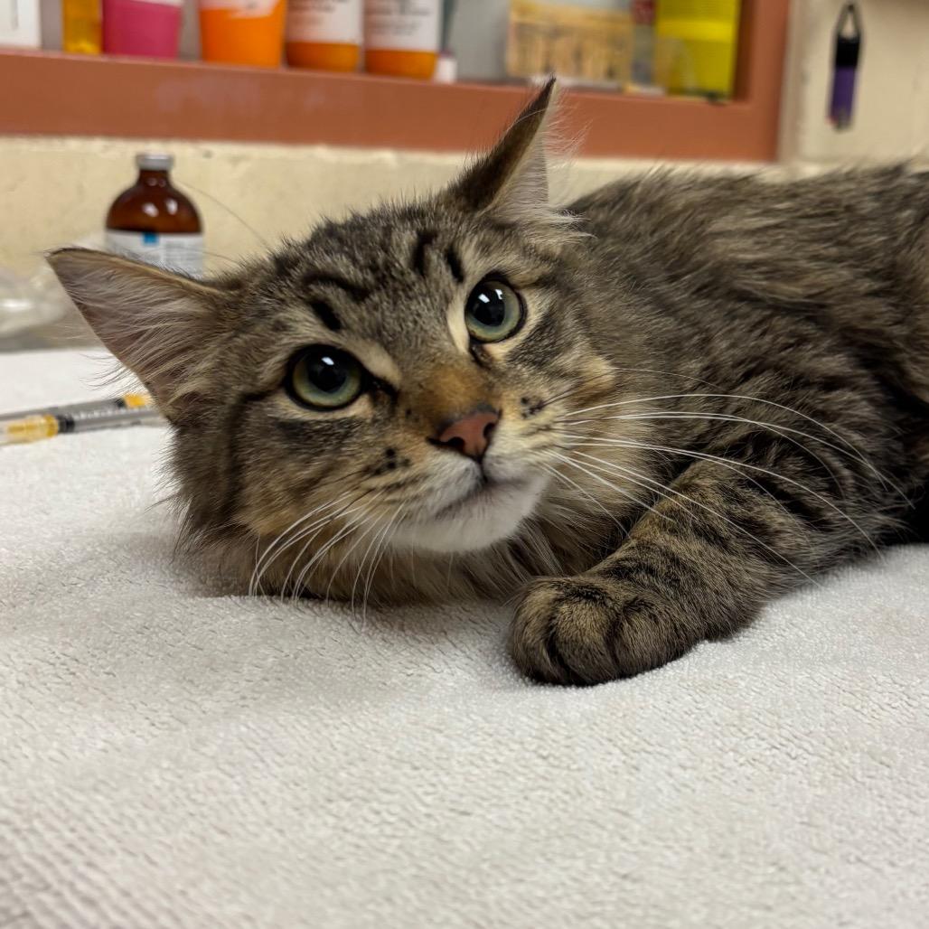 Fluffernutter, a Adoptable Domestic Long Hair in Springfield, MA image 3/3