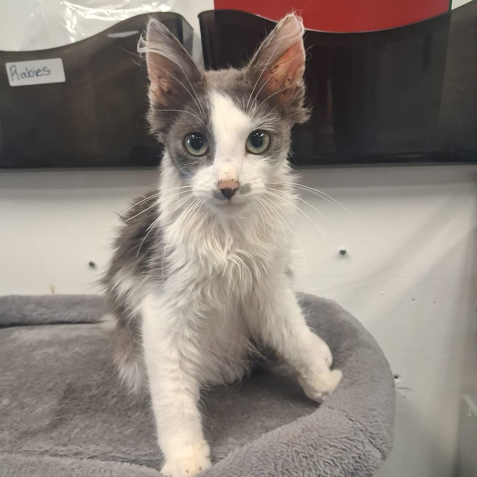 Enlarge McCoy, a ADOPTABLE Domestic Medium Hair in Roosevelt, UT image 1/4