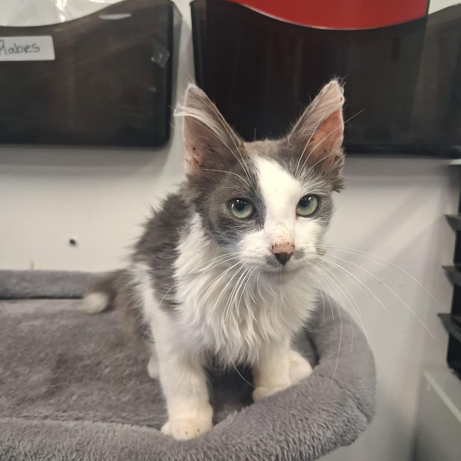 Enlarge McCoy, a ADOPTABLE Domestic Medium Hair in Roosevelt, UT image 3/4
