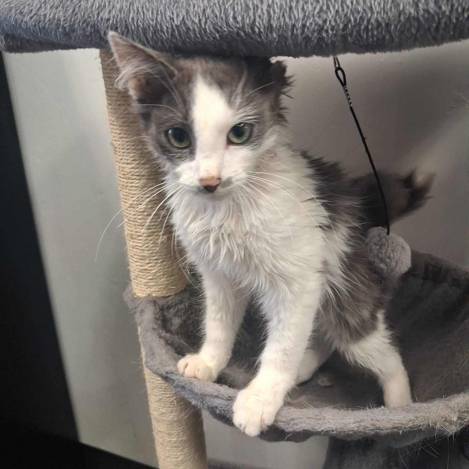 Enlarge McCoy, a ADOPTABLE Domestic Medium Hair in Roosevelt, UT image 2/4
