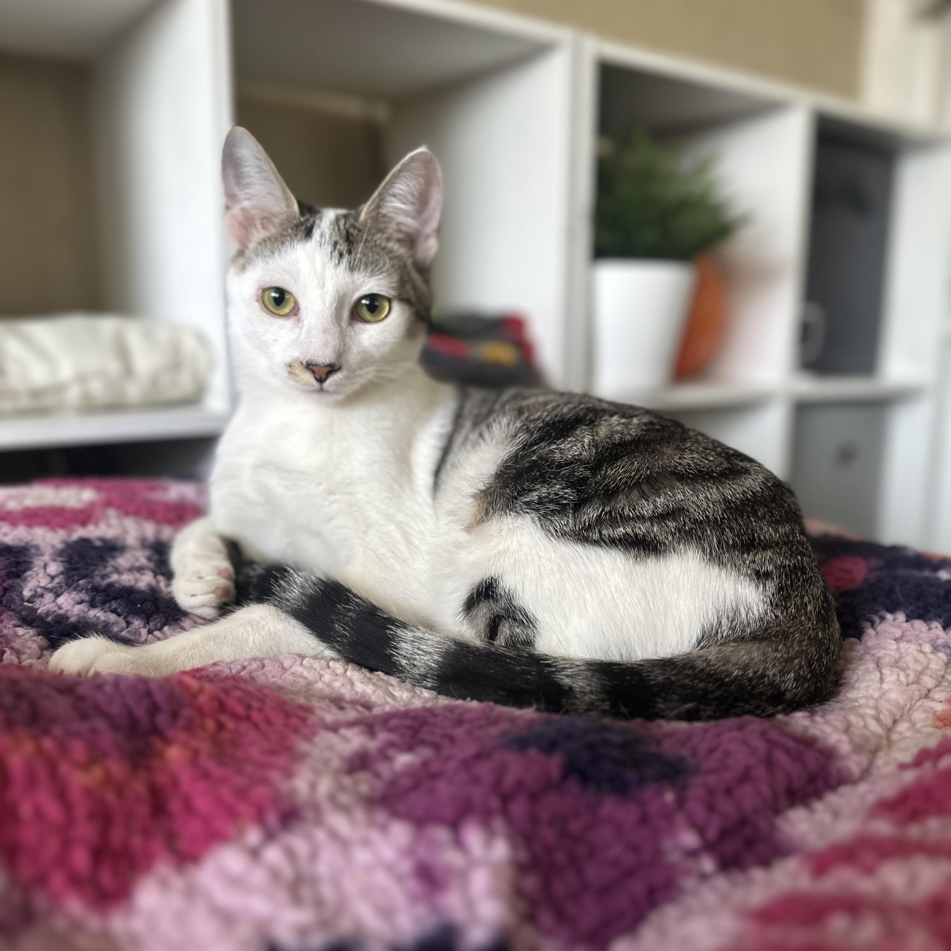 Enlarge Gilligan =^.^=, a Adoptable Domestic Short Hair in Jacksonville, FL image 1/4