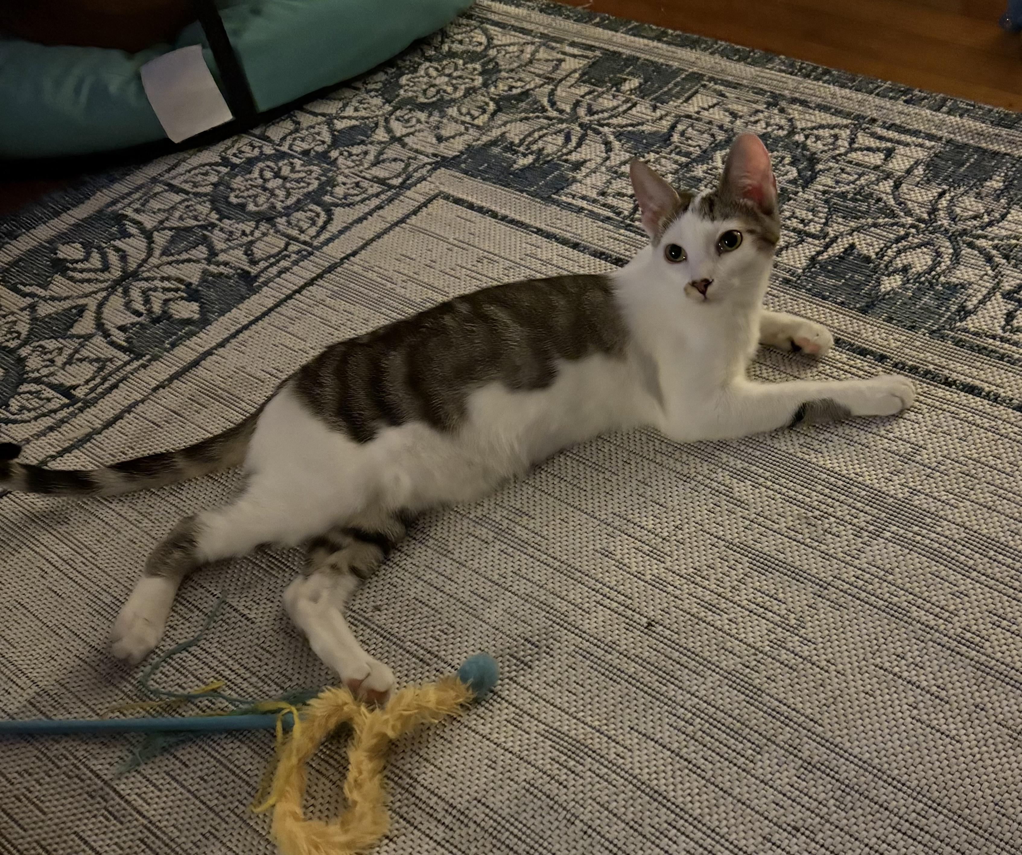 Enlarge Gilligan =^.^=, a Adoptable Domestic Short Hair in Jacksonville, FL image 2/4