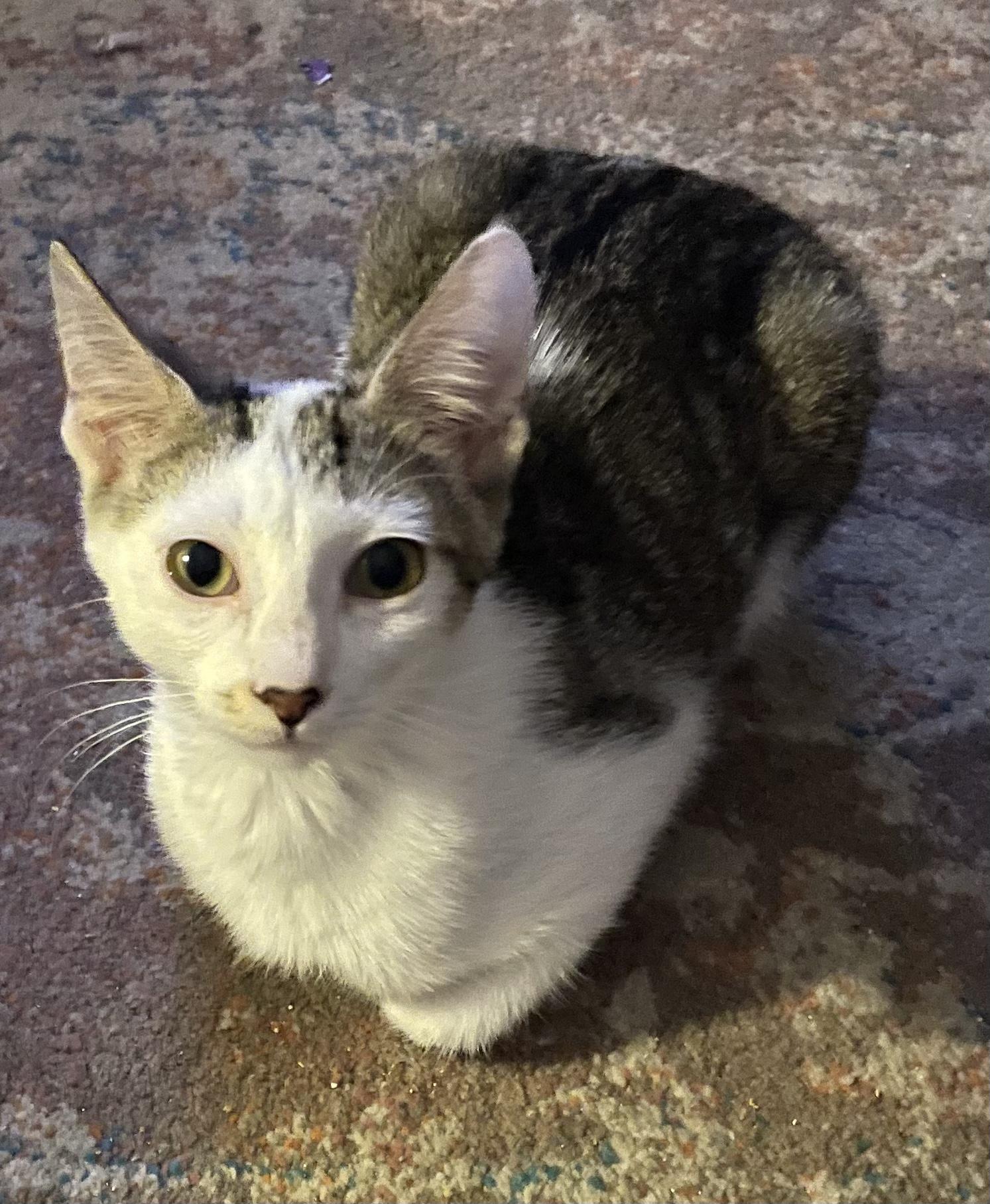 Enlarge Gilligan =^.^=, a Adoptable Domestic Short Hair in Jacksonville, FL image 3/4