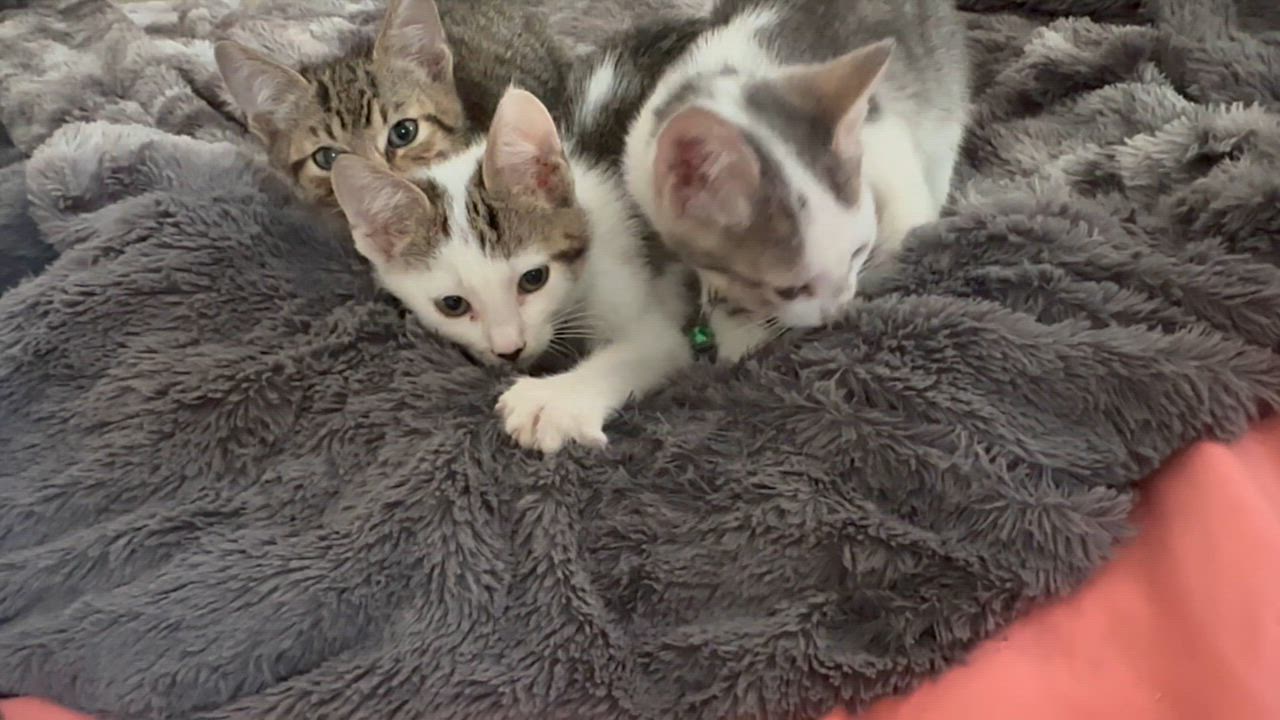 Enlarge Gilligan =^.^=, a Adoptable Domestic Short Hair in Jacksonville, FL video 4/4