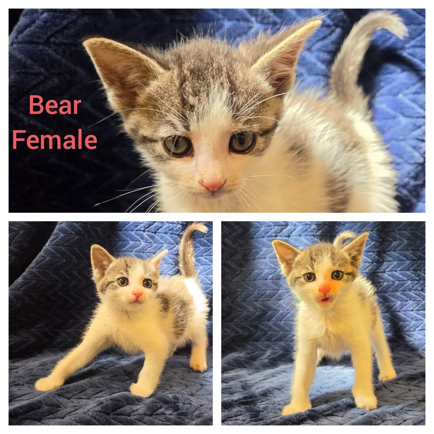 Enlarge Bear, a Adoptable Domestic Short Hair in Ontario, NY image 1/1