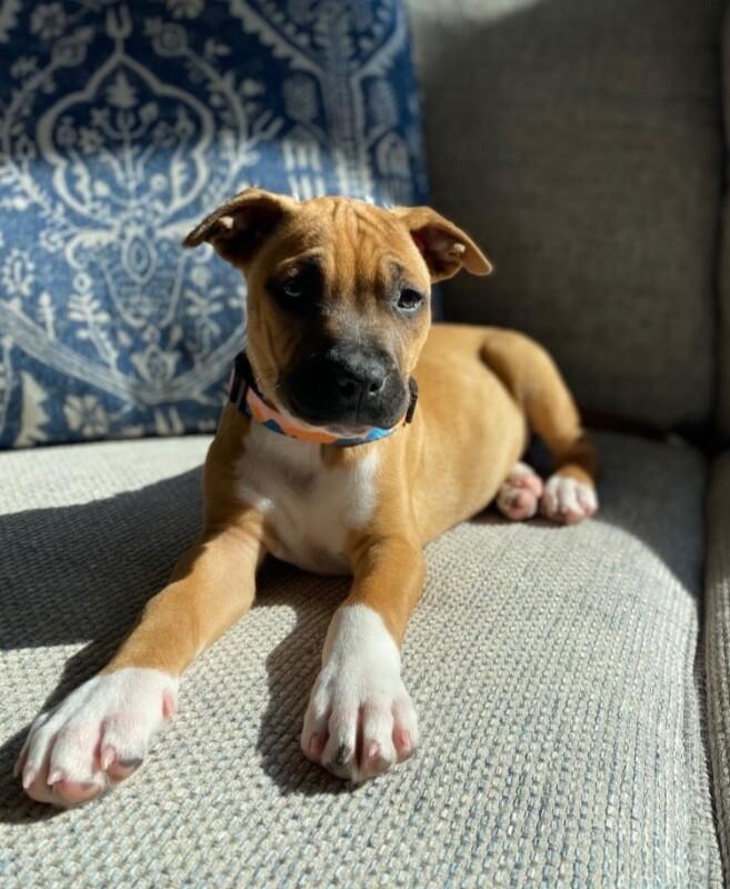 Gertie, Adoptable, Young Female Pit Bull Terrier & Mixed Breed.