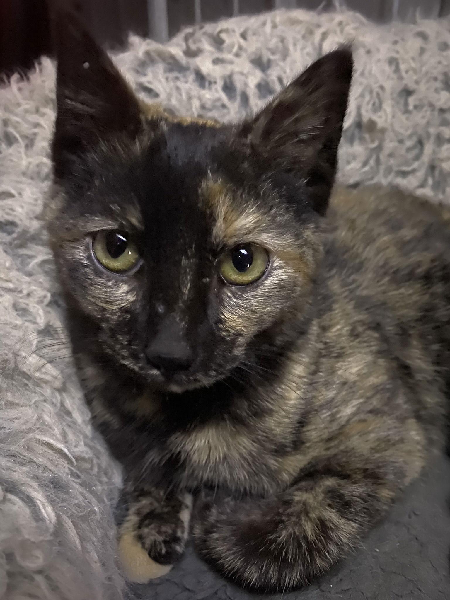 Starling, Adoptable, Young Female Domestic Short Hair & Tortoiseshell.