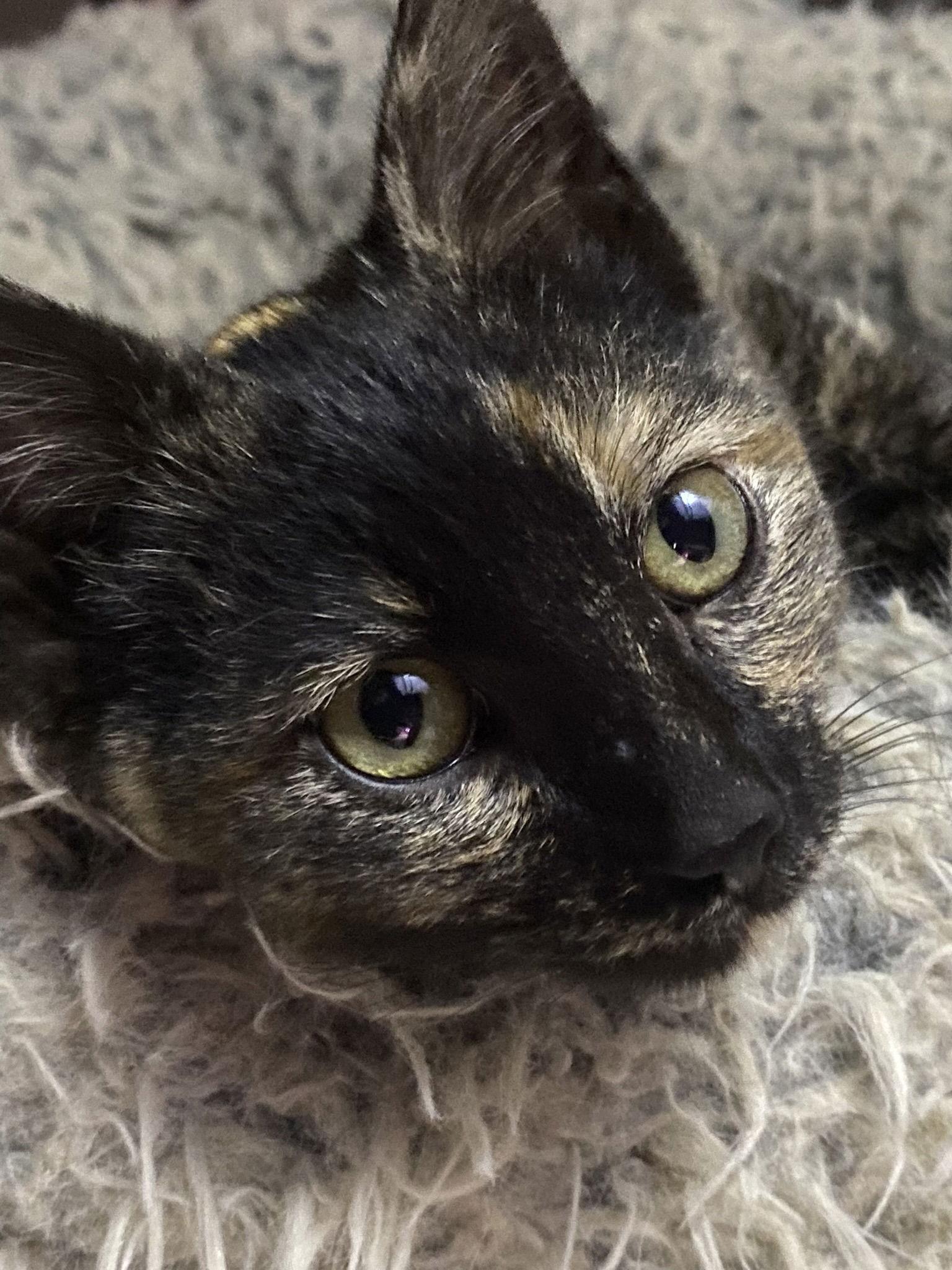 Starling — thumbnail 2