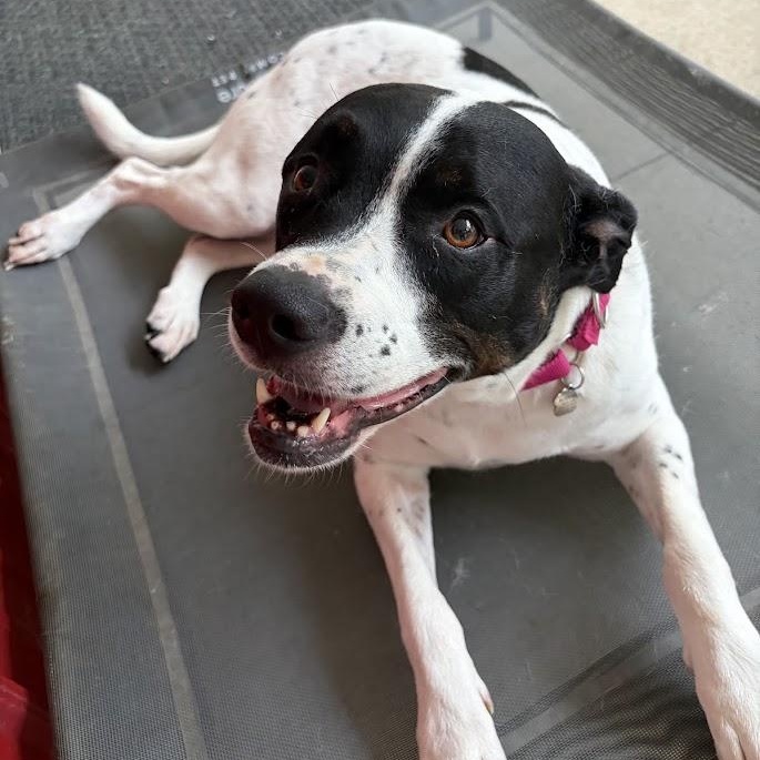 Enlarge Desi, a ADOPTABLE mixed breed in Grafton, OH image 2/5