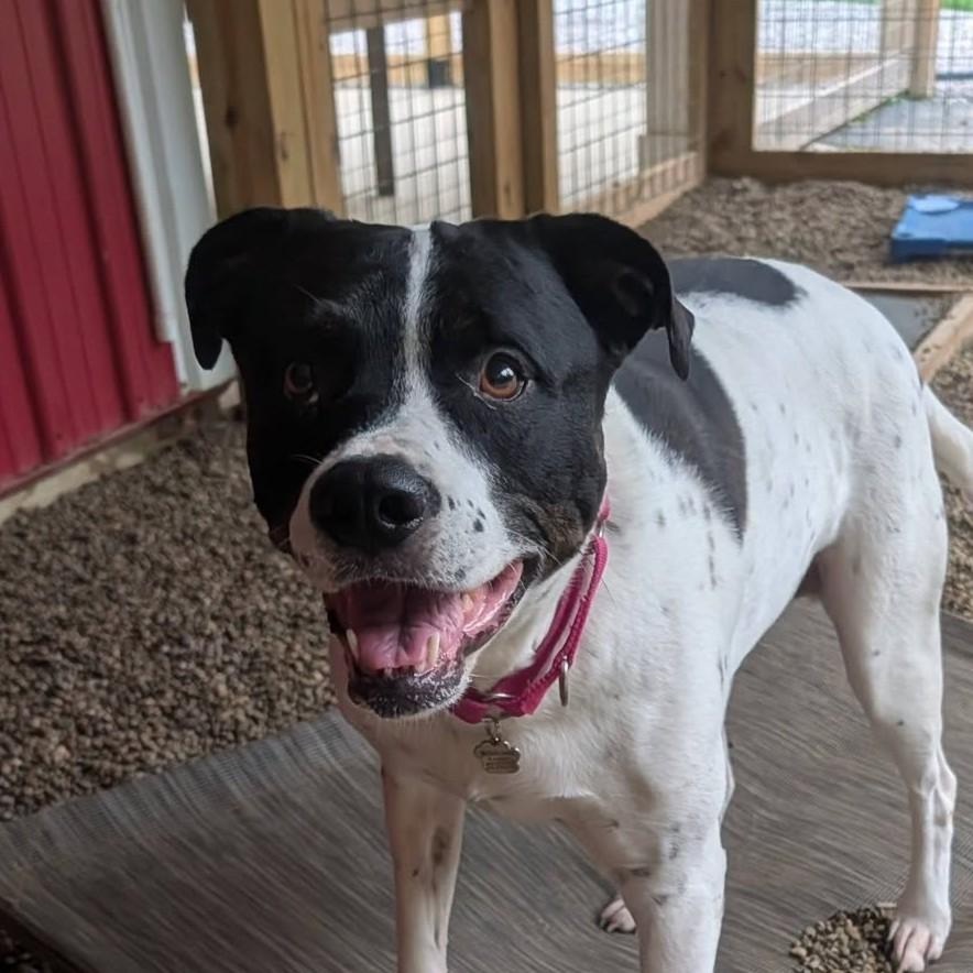 Enlarge Desi, a ADOPTABLE mixed breed in Grafton, OH image 1/5