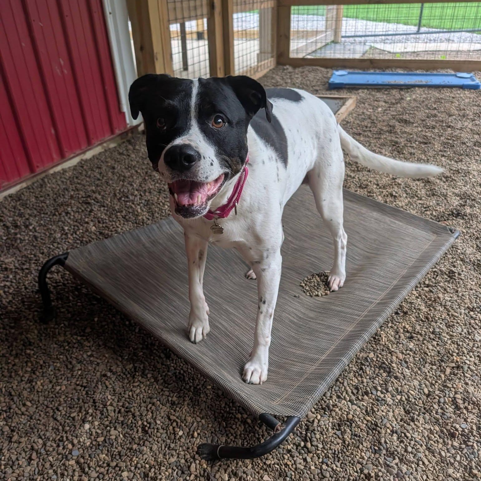 Enlarge Desi, a ADOPTABLE mixed breed in Grafton, OH image 3/5