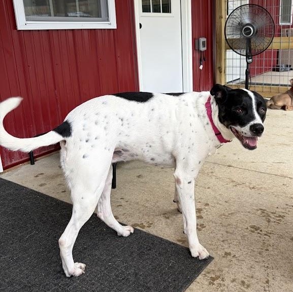 Enlarge Desi, a ADOPTABLE mixed breed in Grafton, OH image 4/5