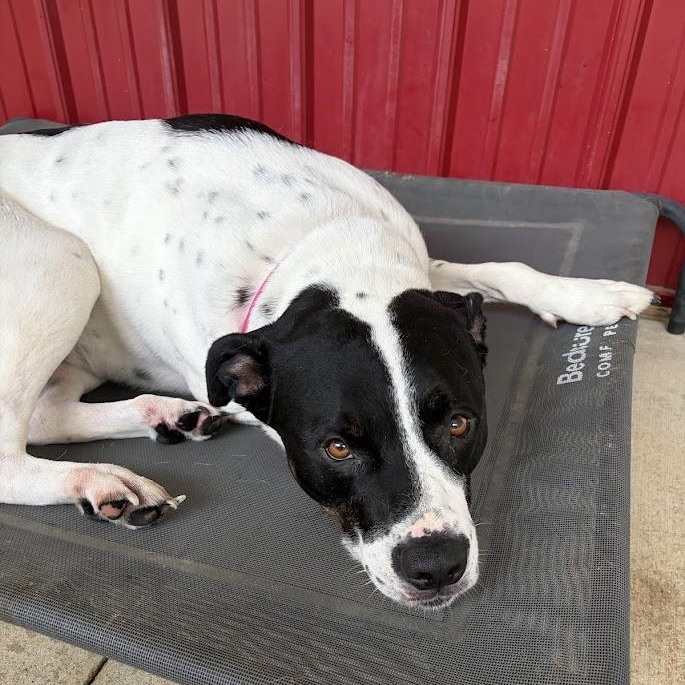 Enlarge Desi, a ADOPTABLE mixed breed in Grafton, OH image 5/5