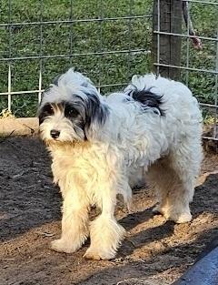 Bogie, Adoptable, Young Male Shih Tzu.