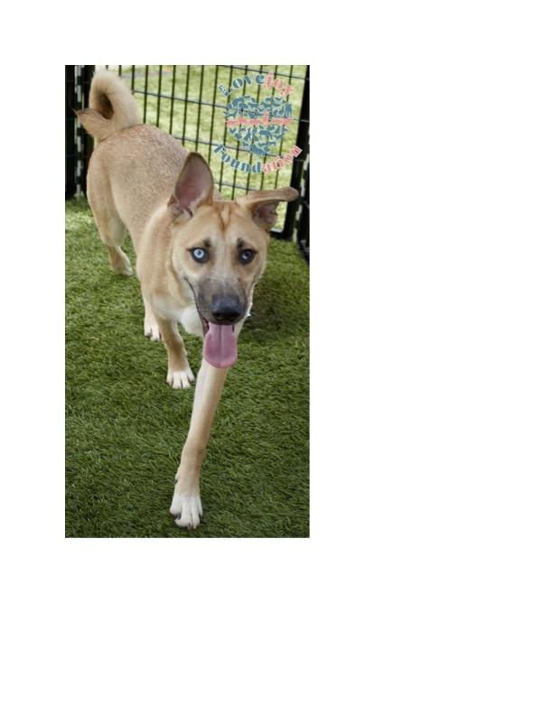 Chica Litter-Calypso COH Husky Dog