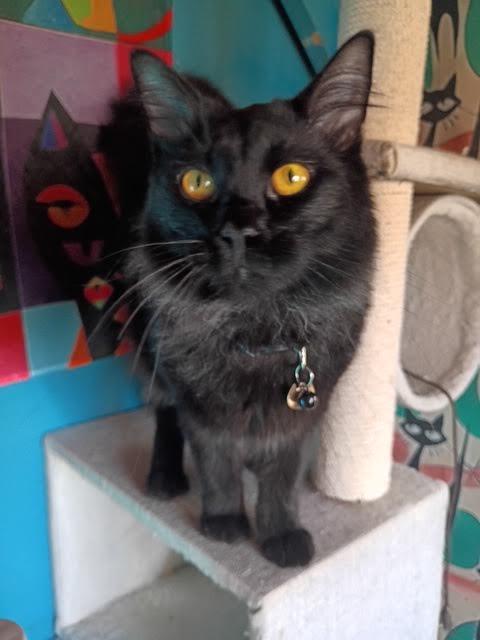 Enlarge Panther, a Adopted Domestic Medium Hair in Santa Cruz, CA image 1/2