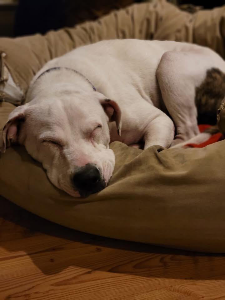 Enlarge Grace   (Sweethearts Mama 2025), a Adoptable mixed breed in Wenonah, NJ image 1/4