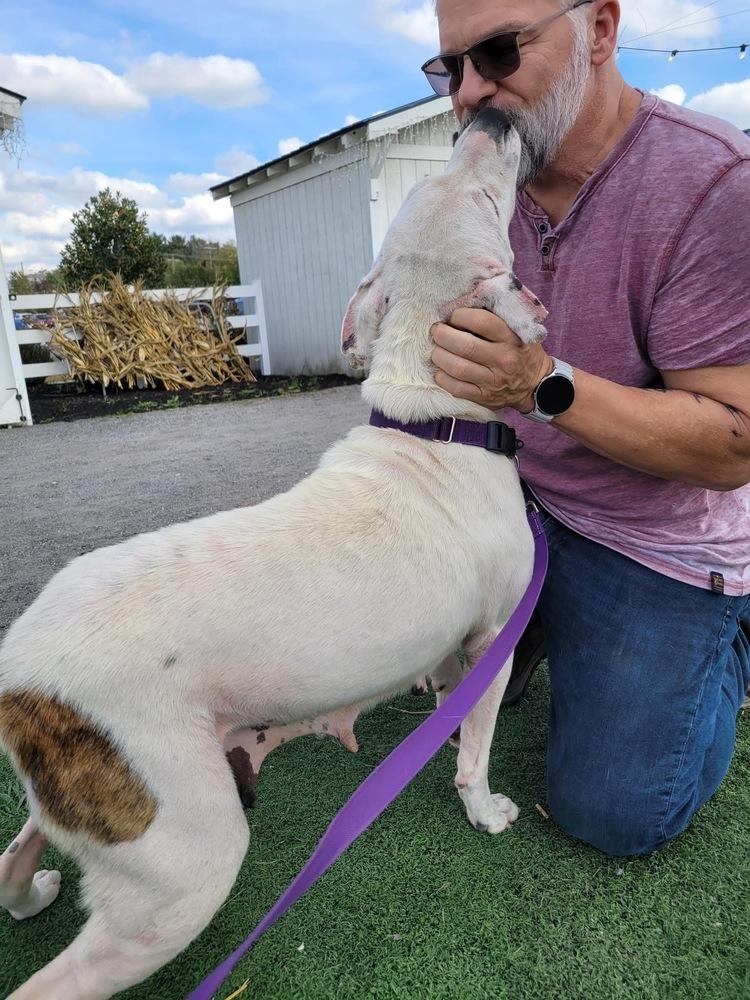 Enlarge Grace   (Sweethearts Mama 2025), a Adoptable mixed breed in Wenonah, NJ image 2/4