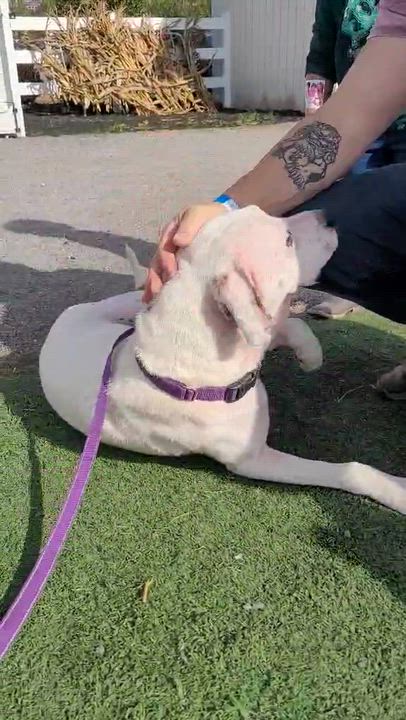 Enlarge Grace   (Sweethearts Mama 2025), a Adoptable mixed breed in Wenonah, NJ video 3/4