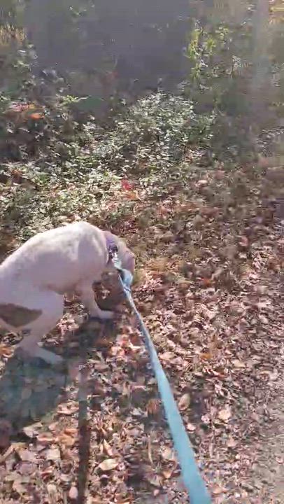 Enlarge Grace   (Sweethearts Mama 2025), a Adoptable mixed breed in Wenonah, NJ video 4/4