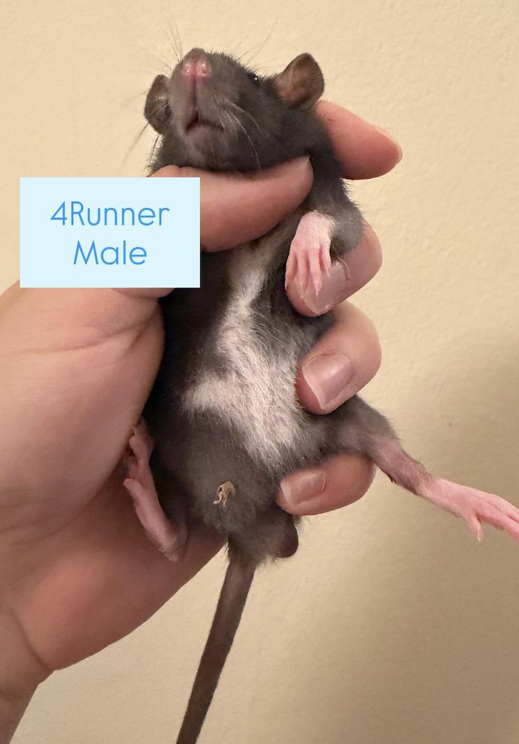 4Runner & Cruiser, adopted, Young Male Rat.