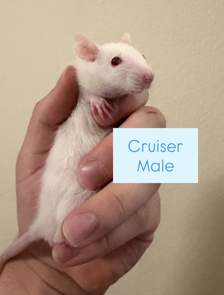 4Runner & Cruiser, an adopted Rat in Minneapolis, MN image 2/2