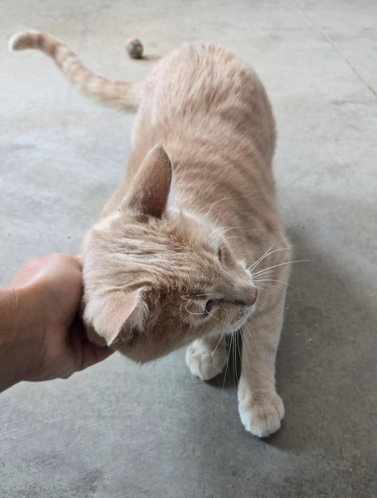 Enlarge Gizmo, a Adoptable Domestic Short Hair in Sierra Vista, AZ image 2/2