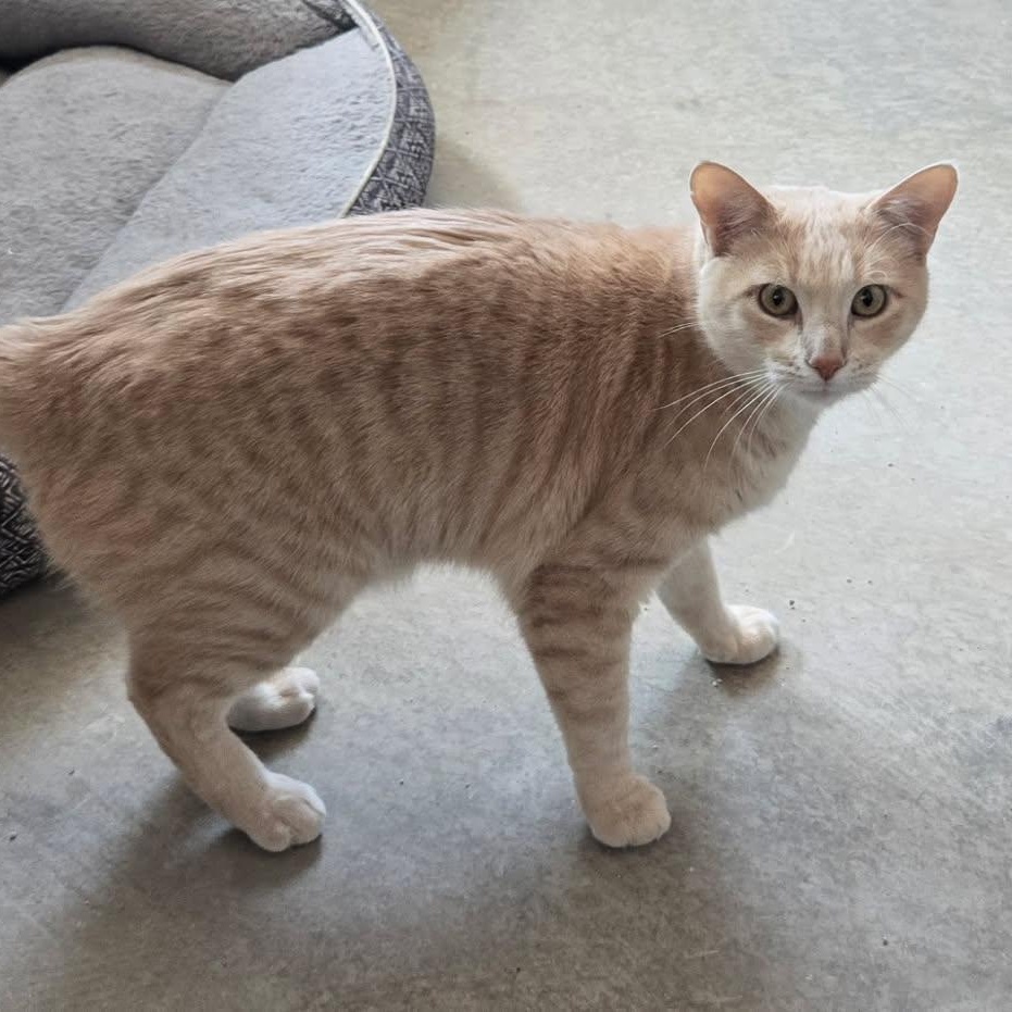 Gizmo, Adoptable, Adult Male Domestic Short Hair.