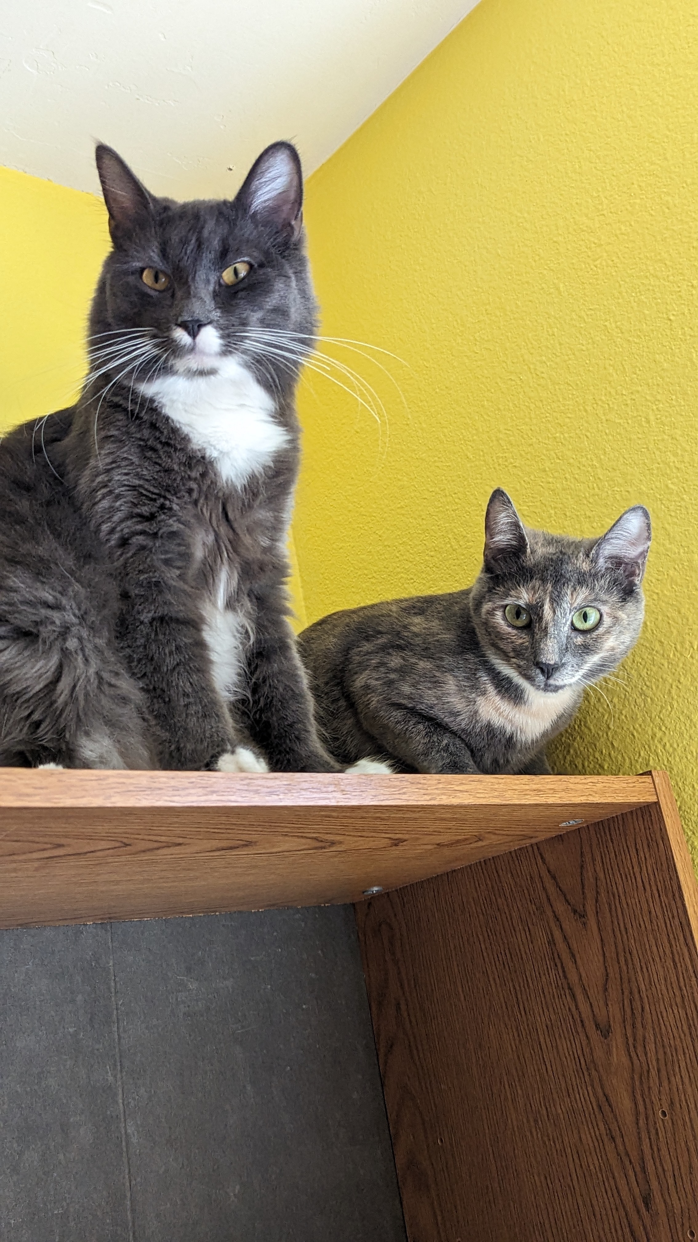 Lucas & Amelia, Adopted, Young Male Dilute Tortoiseshell & Domestic Medium Hair.