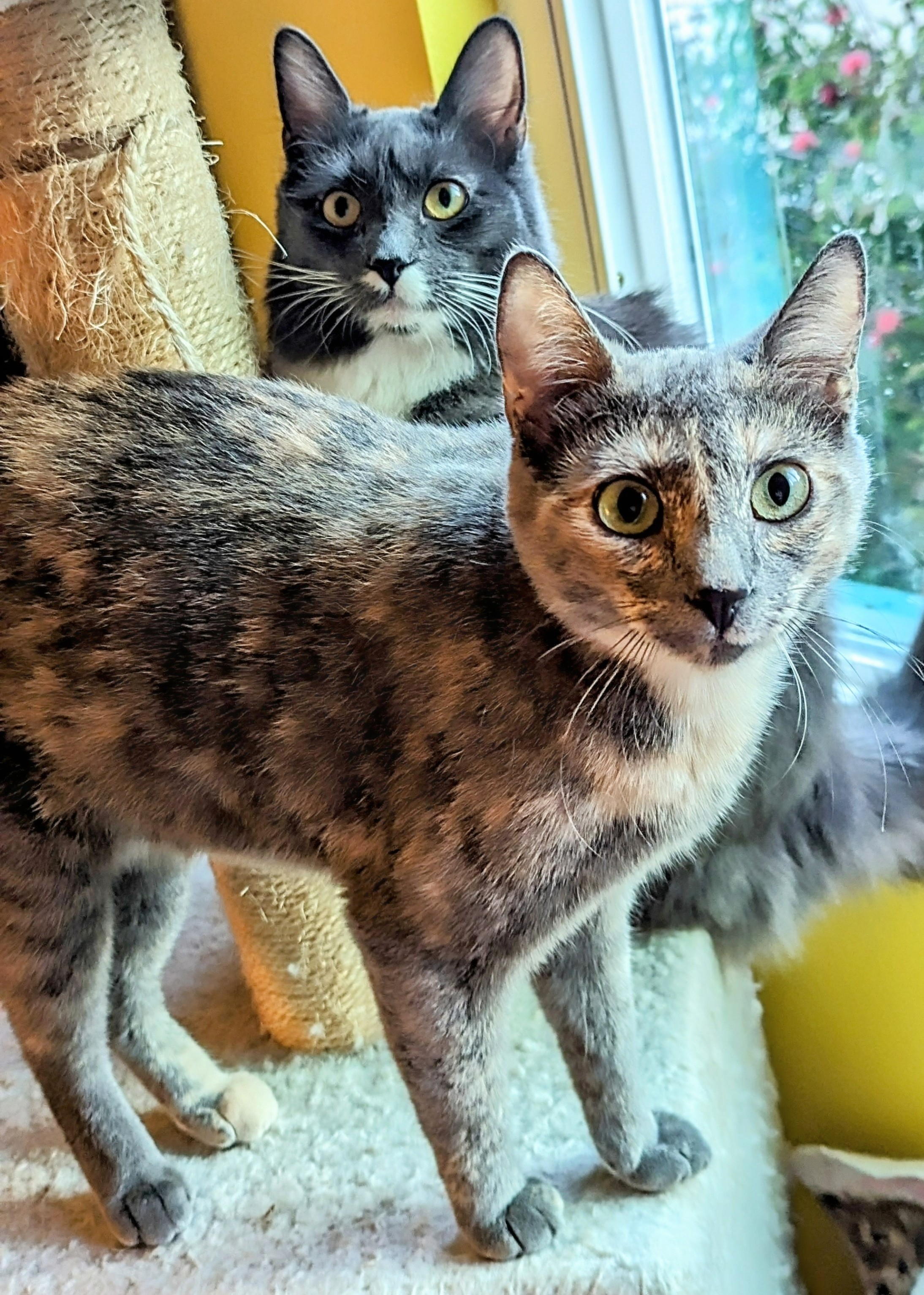 Enlarge Lucas & Amelia, a Adopted mixed breed in San Diego, CA image 5/6