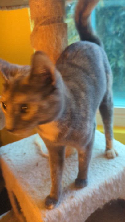 Enlarge Lucas & Amelia, a Adopted mixed breed in San Diego, CA video 2/6