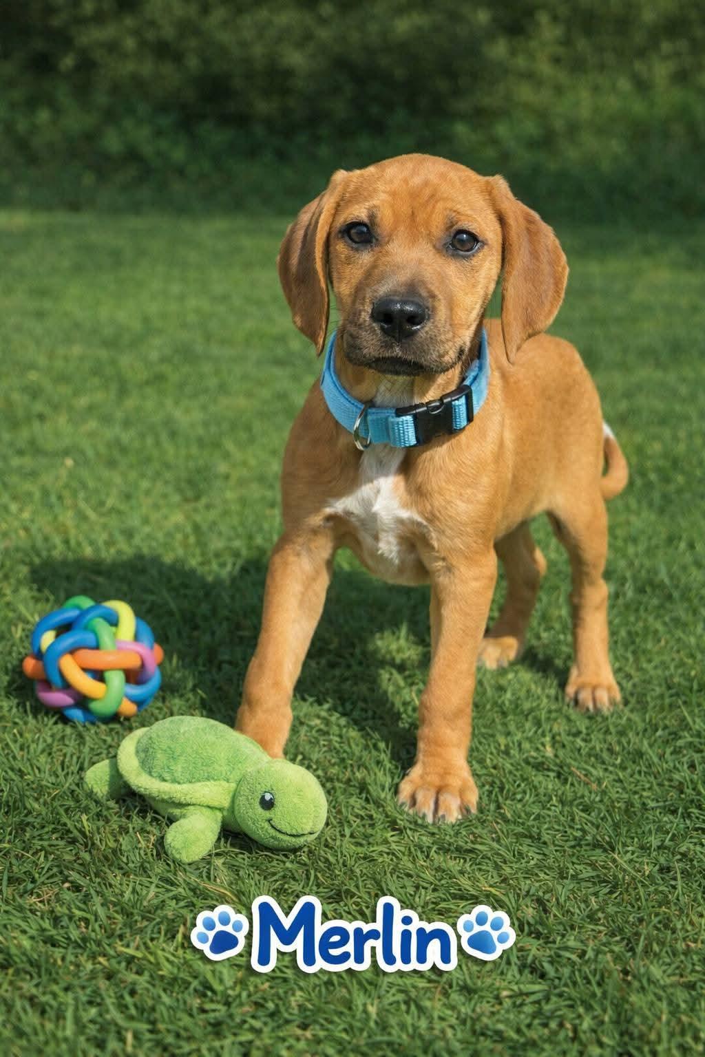Merlin, Adoptable, Puppy Male Mixed Breed.