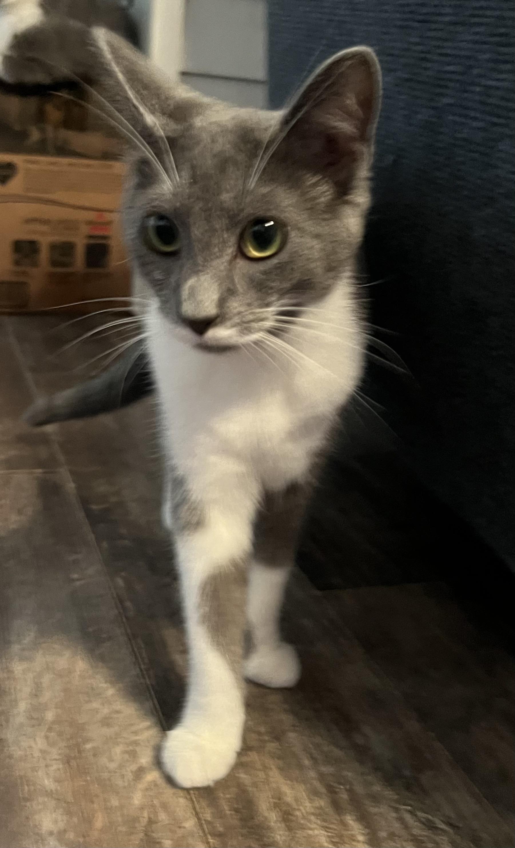 Enlarge Lilith, a Adoptable Domestic Short Hair in Campbellsville, KY image 5/6