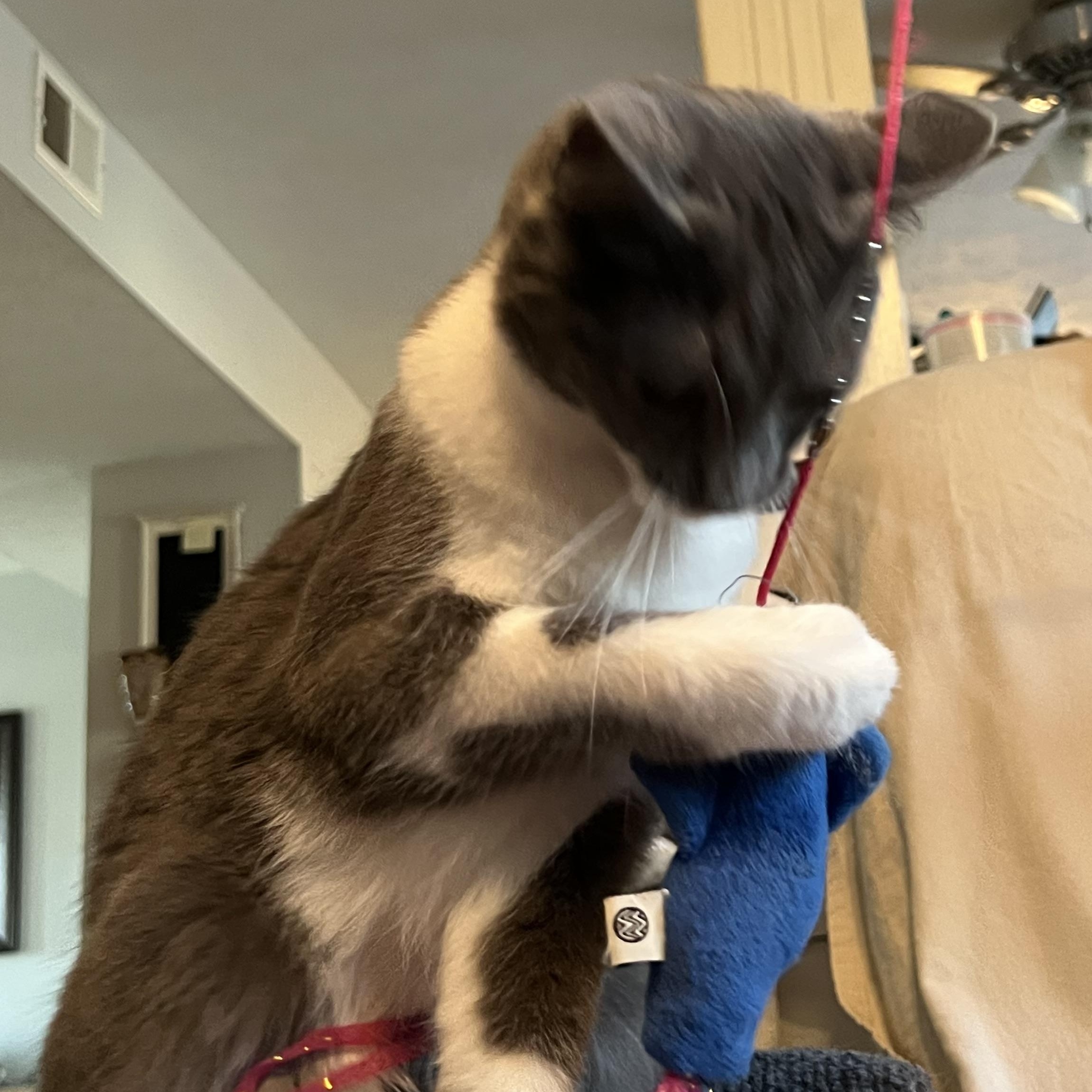 Enlarge Lilith, a Adoptable Domestic Short Hair in Campbellsville, KY image 6/6