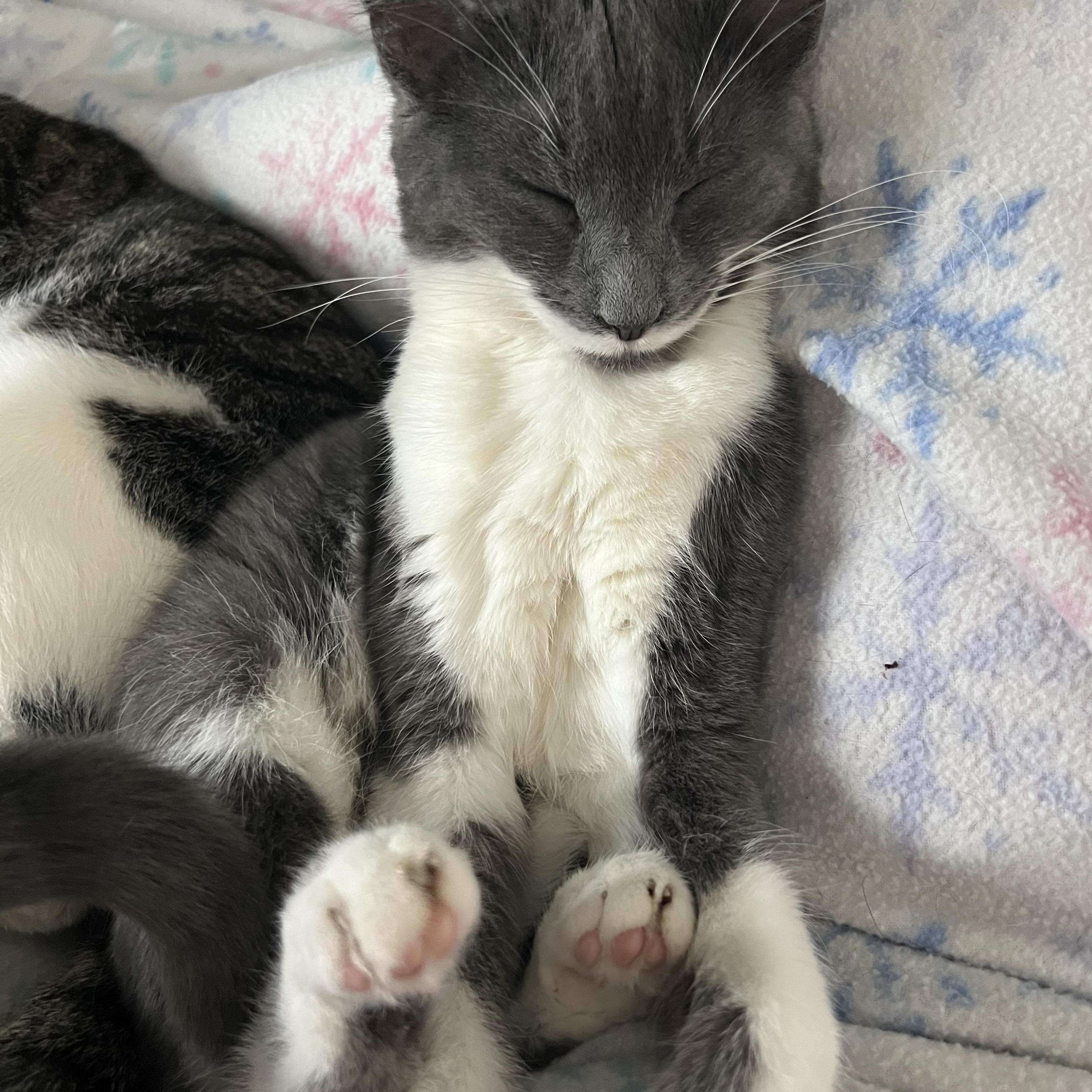 Enlarge Lilith, a Adoptable Domestic Short Hair in Campbellsville, KY image 4/6