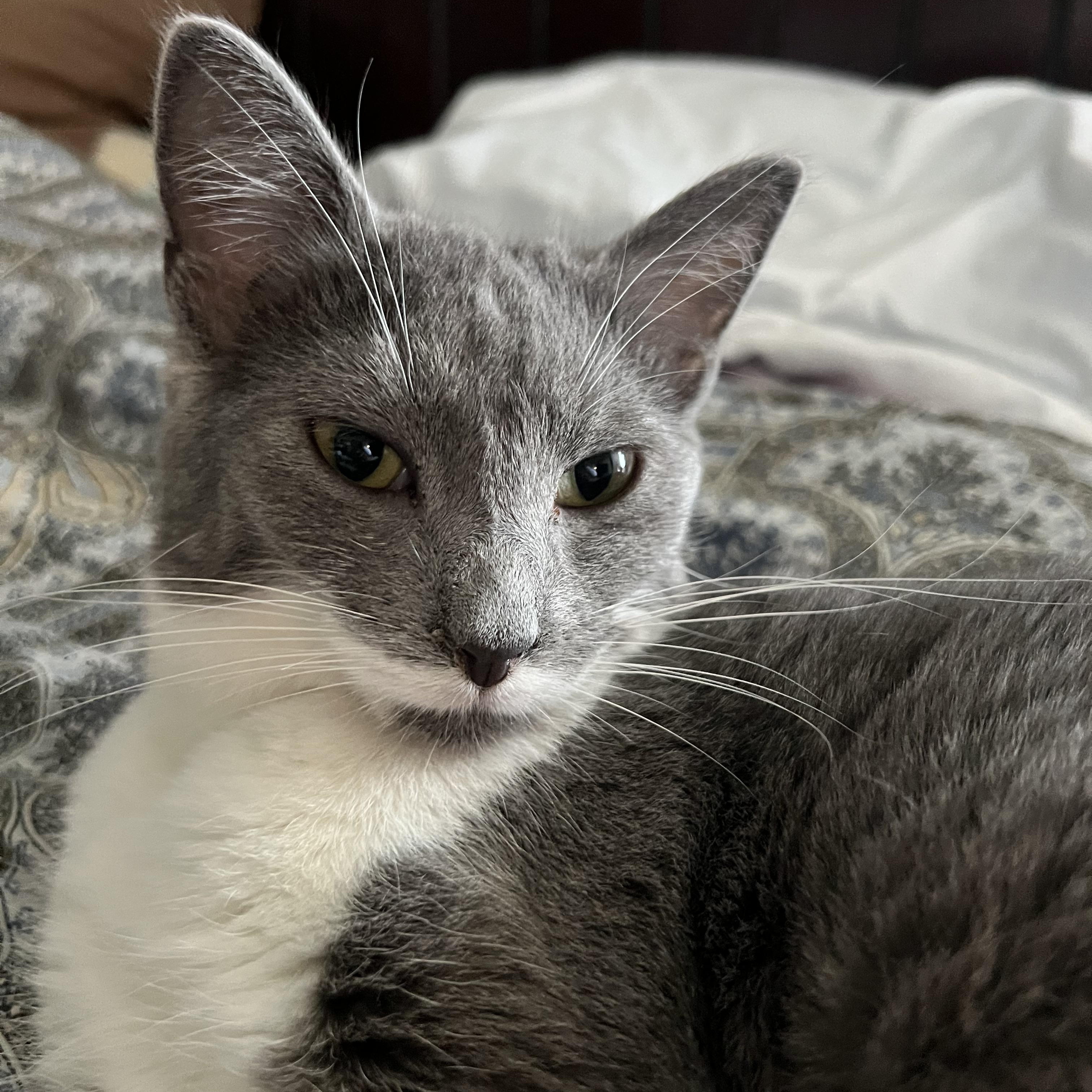 Lilith, Adoptable, Young Female Domestic Short Hair.