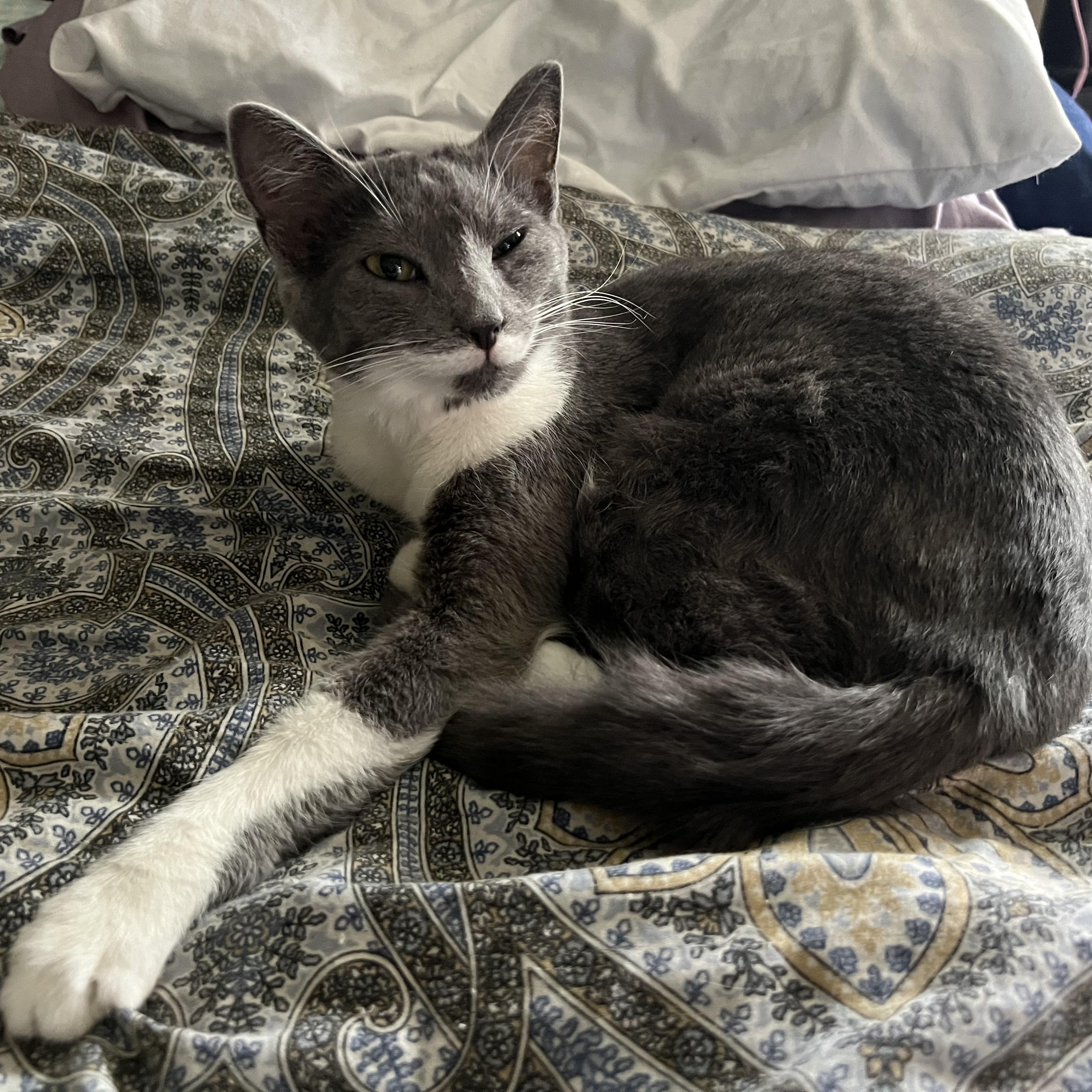 Enlarge Lilith, a Adoptable Domestic Short Hair in Campbellsville, KY image 2/6